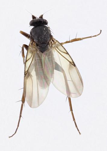 Réf. 355 051 : Spiniphora maculata
